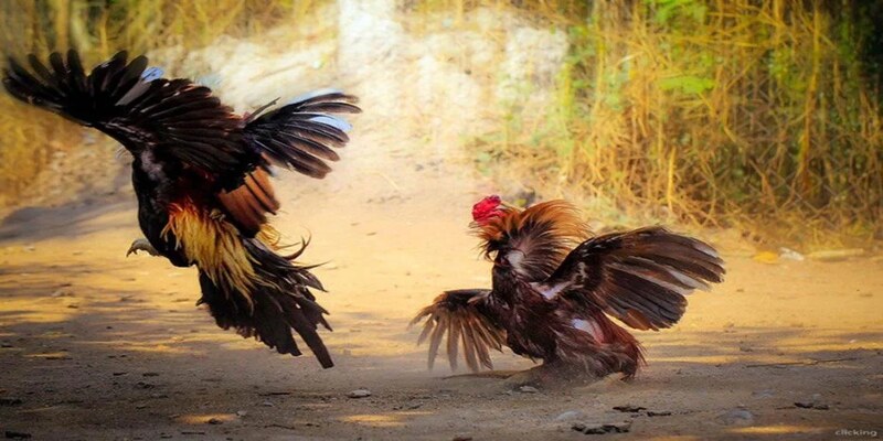 Cộng Đồng Đá Gà Trực Tuyến Năng Động